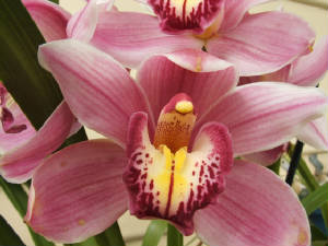 myorchids2006008.jpg